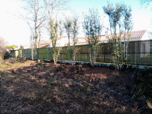 Photo de galerie - Plantation de quatre gros sujets de Chêne vert.