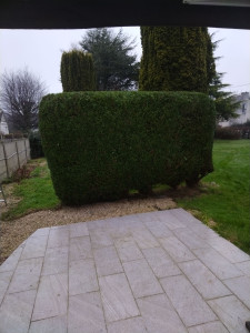 Photo de galerie - Taille de haie