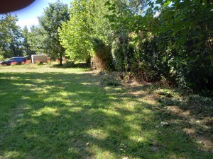 Photo de galerie - Taille de haies et d'arbustes