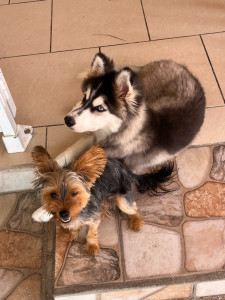 Photo de galerie - Garde chien