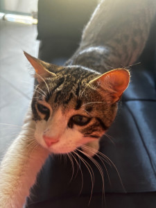 Photo de galerie - Catsitting