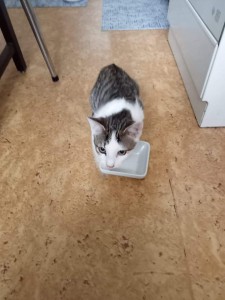 Photo de galerie - Passage chez une particulier pour nourrir son chat