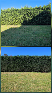 Photo de galerie - Taille des haies 
avec évacuations des déchets verts  
secteur Pulversheim 
Réduction d'impôt avec avence Immédiate 