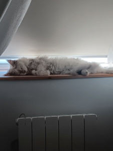 Photo de galerie - Undershine fait sa sieste...