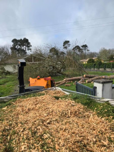 Photo de galerie - Abattage et broyage d’un gros pin de Tempête 