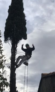 Photo de galerie - Elagage cyprès 