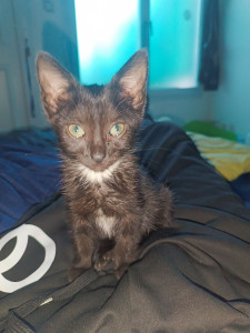 Photo de galerie - Garde animaux