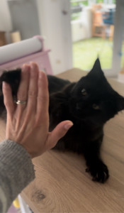 Photo de galerie - Garde chat