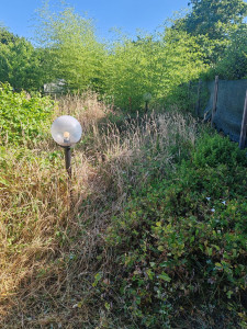 Photo de galerie - Tonte de pelouse - Débroussaillage