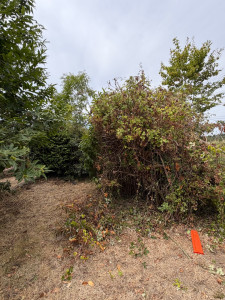 Photo de galerie - Paysagiste - Aménagement du jardin