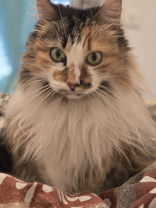 Photo de galerie - FRIPOUILLE ma princesse 