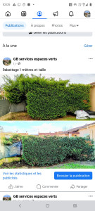 Photo de galerie - Rabattage 1 mètre et taille de cyprès 