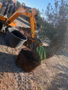 Photo de galerie - Plantation d'un olivier