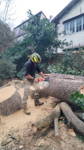 Photo de galerie - Elagage et coupe d'arbres