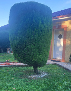 Photo de galerie - Tailler se matin 