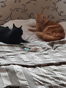 Photo de galerie - Je fais semblant d aller m asseoir....pour me rapprocher nouveau copain. Même âge Même force ça a marché 