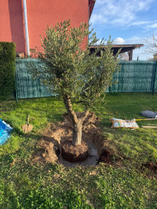 Photo de galerie - Plantation d'un olivier