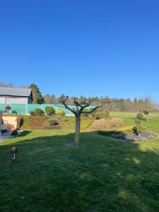 Photo de galerie - Elagage et coupe d'arbres