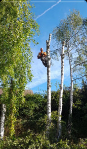 Photo de galerie - Elagage et coupe d'arbres