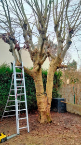 Photo de galerie - Élagage d'un platane