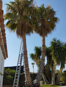 Photo de galerie - élagage de palmiers 