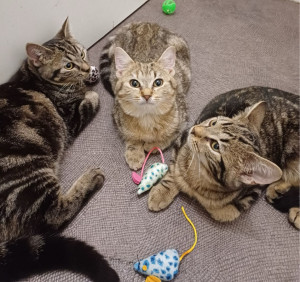 Photo de galerie - Accueil de trois frère tout mignon ? 