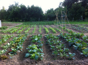 Photo de galerie - Et également je peux vous aider pour votre potager...