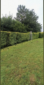 Photo de galerie - Taille de haie de laurier 