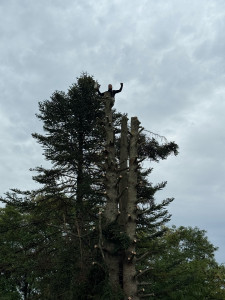 Photo de galerie - Élagage et Abatage sapin 