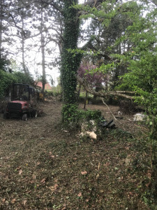 Photo de galerie - Tonte de pelouse - Débroussaillage