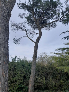 Photo de galerie - Pin parasol après élagage
