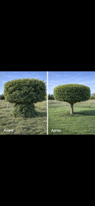Photo de galerie - Taille d’un arbre + Suppression du buisson en base + Débroussaillage 