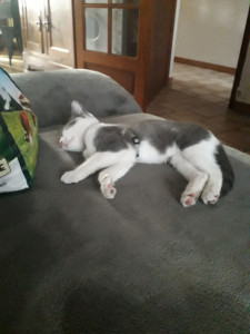 Photo de galerie - Possibilité de garder votre petit matou chez lui
Câlins assurés ?