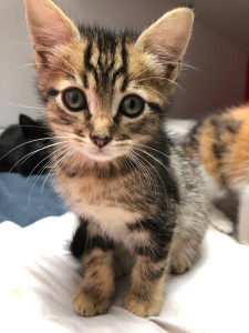 Photo de galerie - Garde chat