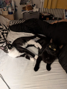 Photo de galerie - Cassia et Shadow 