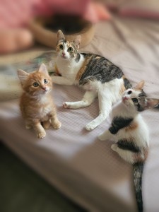 Photo de galerie - 3 Semaines avec Shayana, ses sœurs et ses bébés ?‍⬛