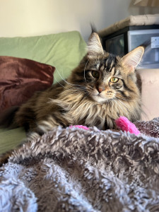 Photo de galerie - Garde chat