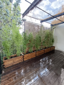 Photo de galerie - Plantation de bambou dans des jardinière percer moi même et connecter en irrigation au système rainbird arrosage ! 