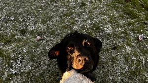 Photo de galerie - Garde régulière de Praline