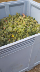 Photo de galerie - Taille tout les arbres 