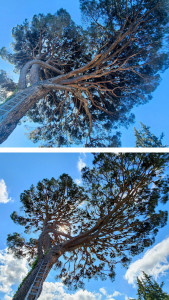 Photo de galerie - Elagage et coupe d'arbres