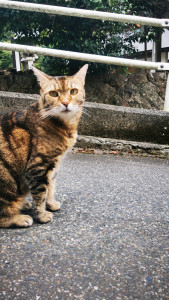 Photo de galerie - Promenade de chat