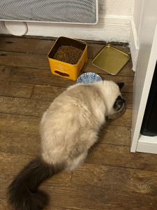 Photo de galerie - Garde de chat pendant deux semaines