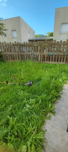 Photo de galerie - Tonte de pelouse - Débroussaillage