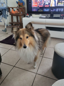 Photo de galerie - Simba et son magnifique poil de lion, que j'ai gardé à plusieurs reprises et qui commence tout doucement à s'habituer à la garderie.