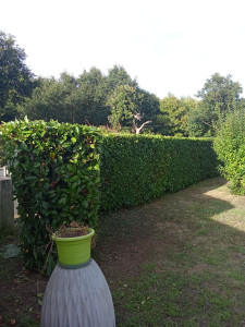 Photo de galerie - Taille de haie