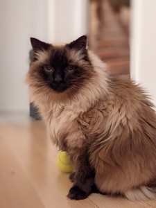 Photo de galerie - Ambre, chatte de 16 ans