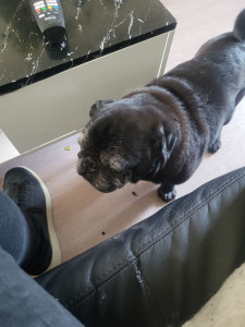 Photo de galerie - Premiére garde d'animaux.
l'animal se sent bien et reste avec nous rien à redire