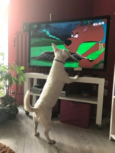 Photo de galerie - Garde chien
