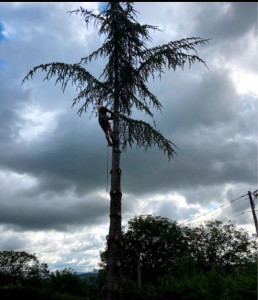 Photo de galerie - Abbatage par demontage 